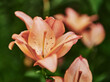 © Michael Marquand - peach colored garden lily (Lilium genus), which shares characteristics with Asiatic or hybrid lily varieties