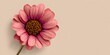 © jami - Single pink daisy flower with a golden center against a beige background.