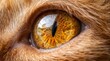 © Rani - Close up of a cat's yellow eye with intricate details and reflections.