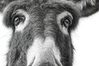© nabakumar - artistic black and white portrait of donkey face with detailed fur texture