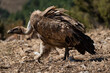 © Oriol Llauradó Ballesta/Stocksy - Griffon Vulture Walking on Dry Ground