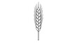 © Sean - Black outline vector icon of an upright rye ear with overlapping grains and long parallel bristled awns drawn in thin elegant lines in vertical centered composition emphasizing cereal crop detail