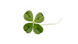© Francisco - Isolated four-leaf clover, a symbol of luck and good fortune, fresh green plant