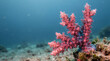 © Maksym - Vibrant pink coral polyp detail with delicate tentacles underwater