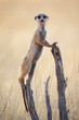© Metadancer - Meerkat Sentry standing vigilant