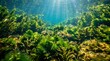 © kolf - Sunlight filtering through clear turquoise water illuminating vibrant green seaweed and aquatic plants on the ocean floor