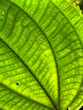 © Alex Fradkin - Close-up of a backlit green leaf filling the frame, with a central vein running diagonally and curved side veins branching from it. Dominical, Costa Rica.