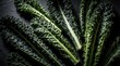 © Viktor - Fresh green Tuscan kale leaves on dark stone background. Organic dinosaur kale veggie with bumpy texture, ribbed veins laid out for cooking. Raw healthy superfood ingredient for nutritious salad meal