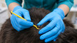 © Iryna - Veterinarian removing tick from pet fur with tool, animal healthcare and parasite prevention