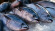 © 69 - Close-up view of fresh whole fish with shiny scales displayed on crushed ice ready for sale at seafood market stall