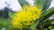 © RoseAnn - The flower shown in the image is the Golden Penda (Xanthostemon chrysanthus), also popularly known as the First Love plant or Golden Myrtle. Taken from Las Pinas, NCR, Philippines.