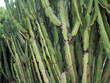 © Margarita Vais  - Dense green wall texture of candelabra tree Euphorbia ingens succulent branches. organic backdrop for exotic botanical design projects, mediterranean landscaping blogs or desert flora brochures
