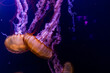 © anyatachka95 - Elegant jellyfish swimming in a deep blue underwater environment