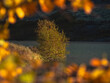© sablinstanislav - Autumn birch tree by the lake framed by blurry golden leaves. Artistic nature background with a solitary yellow tree on the water shore in the evening sunlight.