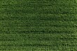 © Arfa_Media - Field of green agriculture aerial view showing a natural texture pattern of crop farming landscape
