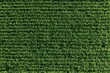 © Arfa_Media - Corn and maize field aerial view showing lush green agricultural crop texture for farming harvest