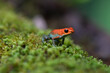 © Travel 'n' Lifestyle - View of a strawberry poison-dart frog with vibrant red skin and blue-green legs resting on a lush, mossy surface in the rainforest in Puerto Jimenez, Puntarenas Province, Costa Rica.
