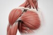 © Larisa - Detailed illustration of human muscular anatomy showcasing the shoulder and arm muscles.