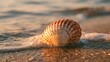 © Iconic Tarek - Seashell with the year 2027 engraved on the surface, resting on a sandy beach shoreline at sunset with gentle ocean waves