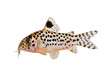 © inspiretta - Elegant spot-patterned catfish featuring slender whiskers and shimmering.