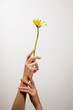 © ADDICTIVE STOCK - Woman hands hold yellow flower with bright manicure