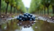 © Tina - A cluster of ripe dark blue grapes rests on wet soil beside a shallow puddle, reflecting in the water with vineyard rows blurred in the background. The freshly harvested fruit sits on the earth of...
