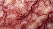 © Salman - Macro view of organ tissue and blood vessels