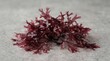 © Rehmat - Pile of red dulse seaweed fronds isolated on a neutral light gray stone surface