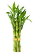 © no one - Vibrant green lucky bamboo plant, tied with a golden ribbon, stands upright against a clean white background, symbolizing good fortune and growth