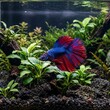 © ❤  Nancyvoz68❤  - A single, striking Betta fish with flowing fins in deep blue and red, poised amidst delicate green anubias plants on a dark volcanic rock substrate, illuminated by soft ambient light