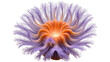 © Nina - Vibrant orange and purple feathery sea anemone, isolated on transparent background