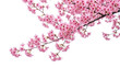 © Nina - Delicate pink cherry blossom branches blooming in spring, isolated on transparent background