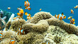 © Travel 'n' Lifestyle - View of clownfish swimming among vibrant sea anemones in a coral reef in Karimunjawa, Central Java, Indonesia.