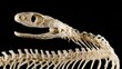 © suyu - High-angle macro close-up of snake skull and spine articulated skeleton isolated against solid black background, revealing reptile anatomy, bones, vertebrate structure and natural science concept