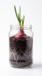 © ENDRY - Sprouting Red Onion in Jar.