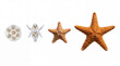 © ENDRY - Starfish Life Cycle Stages.