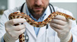 © miss irine - Professional vet examines corn snake in clinic. Male doctor wearing white coat, gloves holds patterned reptile for health checkup. Specialist inspects exotic pet scales, body during medical exam in