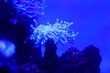 © Jimmy - Captivating Blue Hammer Coral in an Aquarium Tank