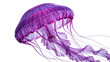 © iPNGi - Translucent purple jellyfish with delicate tentacles, isolated on transparent background