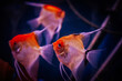 © Natans - Three freshwater angelfish with orange and silver bodies swimming together in a dark blue aquarium, showing elongated fins and delicate trailing filaments