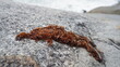 © Ahmad - Close-up shot of brown dried seaweed resting on a light gray granite rock surface.
