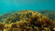 © jendralbiribiri - Underwater seaweed forest growing on rocky ocean seabed with vibrant golden brown algae swaying in clear shallow turquoise seawater light