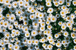 © H_HIROYA - Top view of white marguerite daisies blooming in bright sunlight