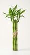 © VISUAL BACKGROUND - Bundle of green lucky bamboo stalks tied with ribbon on white background
