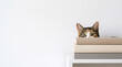 © Amit - Cute calico cat portrait in autumn colors. Clever young pet hiding behind a stack of books on white background, playful animal during indoor season