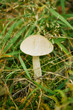 © Marcin Łazarczyk - Koźlarz torfowiskowy (Leccinum holopus (Rostk.) Watling
