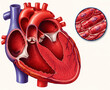 © Dian - Human heart anatomical cross section illustration with microscopic cardiac muscle tissue inset