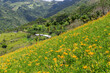 © leungchopan - Scenic view of blooming daylily field
