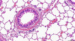 © Hayatul - Microscopic view of a bronchiole and alveoli in lung tissue histology medical science