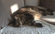 © valiantsin - Maine Coon cat sleeping in a warm sunbeam on a linen couch, fluffy tabby fur with stripes and whiskers. Sleepy long-haired feline stretched out. Cozy afternoon nap, peaceful pet.